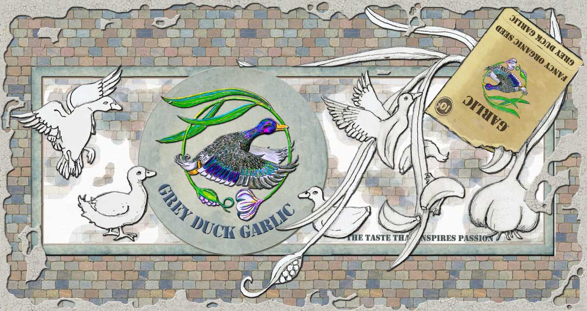 Grey Duck Garlic sells organic gourmet seed garlic